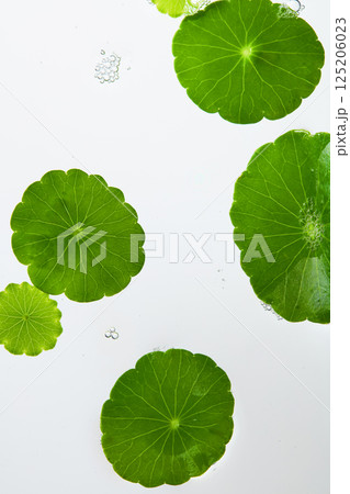 Close-up frame of a pennywort leaves with slightly serrated edges and white veins radiating from the petiole. Several tiny water bubbles clustered together. Vertical photo, white background. Close-up frame of a pennywort leaves with slightly serrated edges and white veins radiating from the petiole. Several tiny water bubbles clustered together. Vertical photo, white background. 125206023