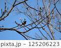 春の青空と木の枝にとまるジョウビタキ 125206223