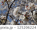 青空に映える満開の桜 125206224