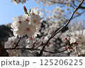 青空に映える桜 125206225