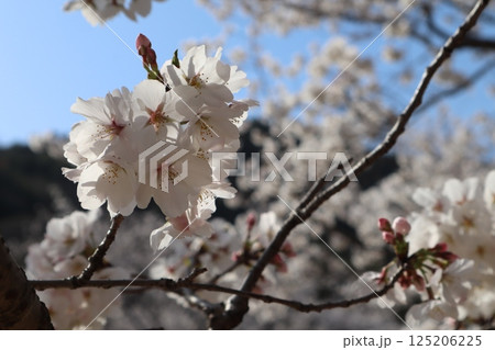 青空に映える桜 青空に映える桜 125206225
