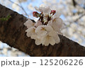 幹に乗っかる桜 125206226