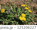 黄色いタンポポに止まるアゲハチョウ 125206227