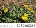 タンポポに止まるアゲハチョウ 125206228