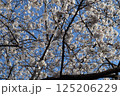 青空と満開の桜 125206229