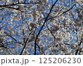 青空に満開の桜 125206230