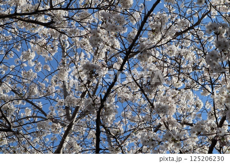 青空に満開の桜 青空に満開の桜 125206230