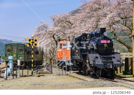 桜と蒸気機関車　若桜鉄道　鳥取県 125206340