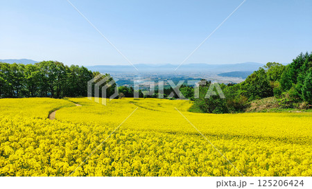 三ノ倉高原菜の花畑 125206424