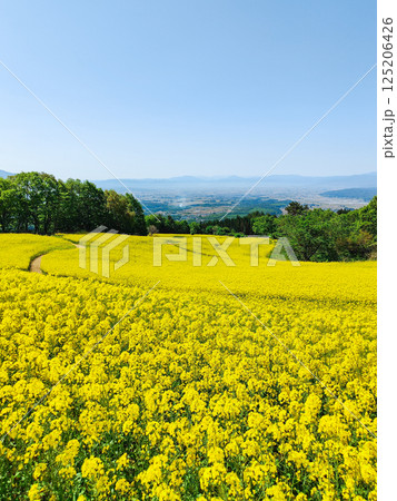 三ノ倉高原菜の花畑 125206426