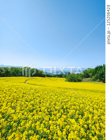 三ノ倉高原菜の花畑 125206428