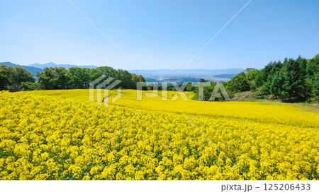 三ノ倉高原菜の花畑 125206433
