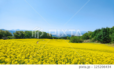 三ノ倉高原菜の花畑 三ノ倉高原菜の花畑 125206434