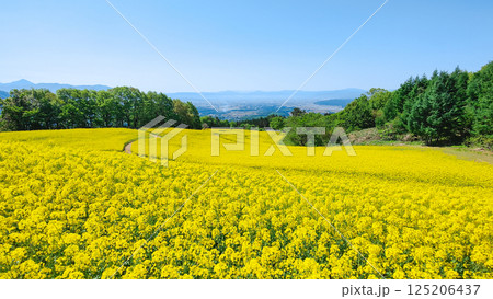 三ノ倉高原菜の花畑 三ノ倉高原菜の花畑 125206437