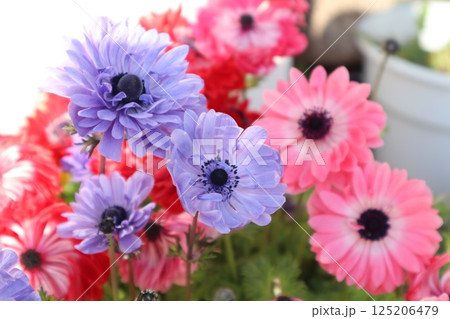 優しい色のお花たち 125206479