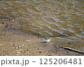 水辺に佇むハクセキレイ 125206481