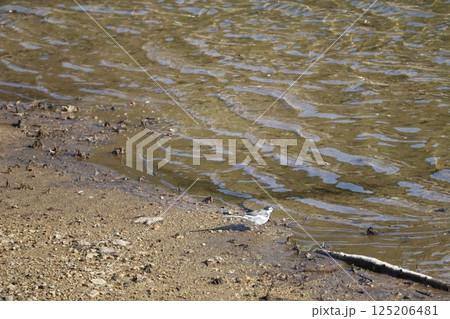 水辺に佇むハクセキレイ 水辺に佇むハクセキレイ 125206481