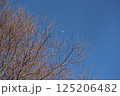 落葉した木と青空 125206482