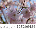 春の日差しに映える桜 125206484