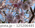 春の近隣公園に咲いた八重桜 125206485