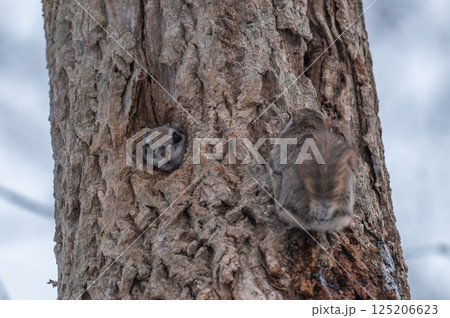 なまらめんこい 　エゾモモンガ 125206623