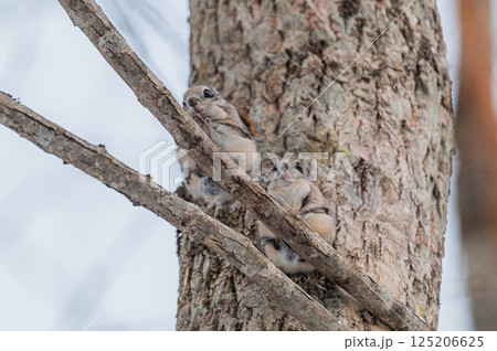 なまらめんこい 　エゾモモンガ 125206625