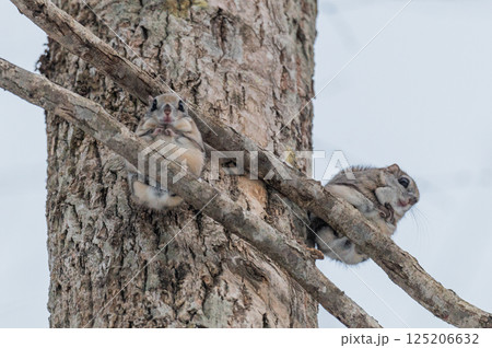 なまらめんこい 　エゾモモンガ 125206632