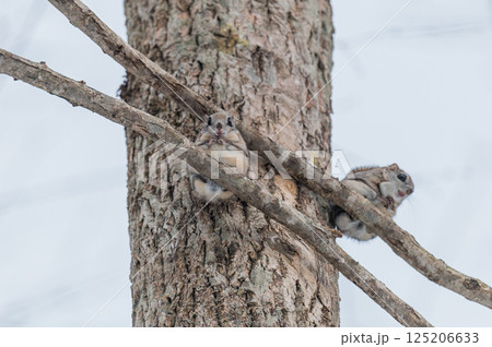 なまらめんこい 　エゾモモンガ 125206633