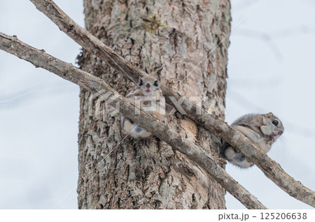 なまらめんこい 　エゾモモンガ 125206638