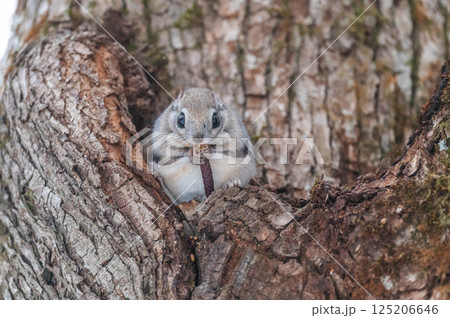 なまらめんこい 　エゾモモンガ 125206646