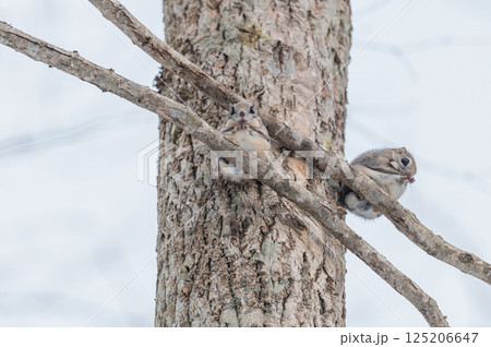 なまらめんこい 　エゾモモンガ 125206647