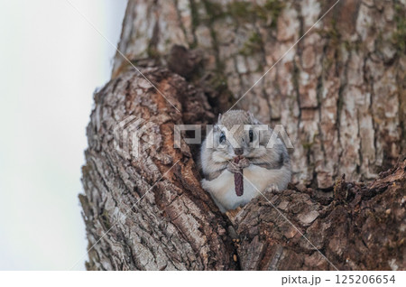 なまらめんこい 　エゾモモンガ 125206654