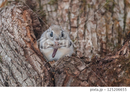 なまらめんこい エゾモモンガ なまらめんこい エゾモモンガ 125206655