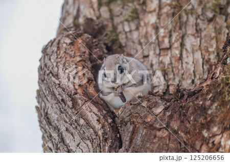 なまらめんこい エゾモモンガ なまらめんこい エゾモモンガ 125206656