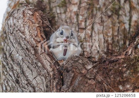 なまらめんこい 　エゾモモンガ 125206658