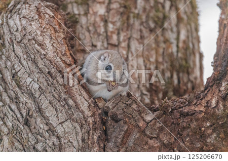 なまらめんこい 　エゾモモンガ 125206670