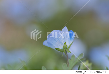 ネモフィラ畑 125206754