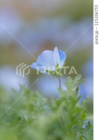 ネモフィラ畑 125206755