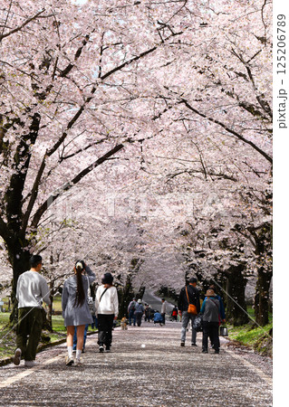 桜吹雪舞う赤城南面千本桜 125206789