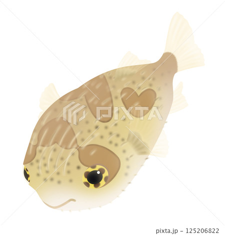 かわいいハリセンボン 125206822