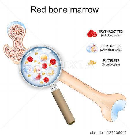 Cells in Red bone marrow.Through the magnifying glass 125206941