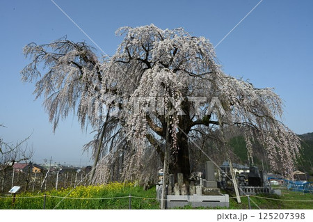 長野県高山村で撮った横道のシダレザクラ 125207398