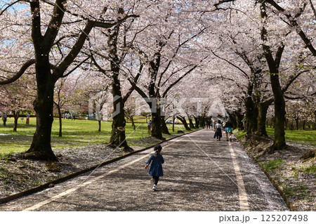 桜吹雪舞う赤城南面千本桜 桜吹雪舞う赤城南面千本桜 125207498