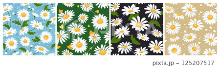 Chamomile daisy flower seamless patterns. Daisies bloom, summer garden blossoms and field flowers. Nature botanical cartoon wallpaper and floral fabric print vector background set 125207517