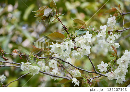鬱金桜 鬱金桜 125207568