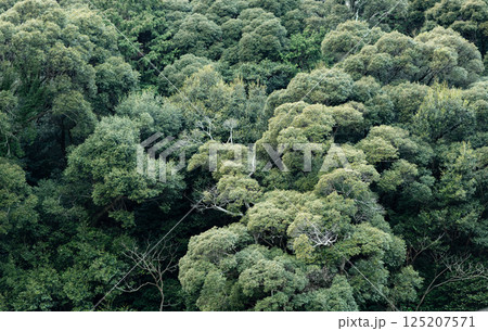 生い茂る美しい森 125207571
