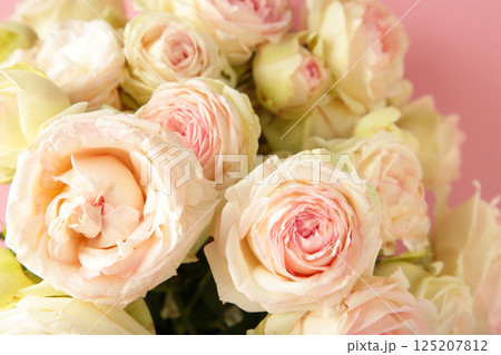 Bouquet of soft white roses on pink background. Floral still life with roses. Bouquet of soft white roses on pink background. Floral still life with roses. 125207812