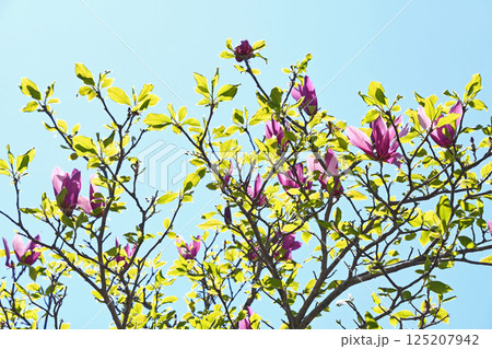 シモクレン(紫木蓮) シモクレン(紫木蓮) 125207942