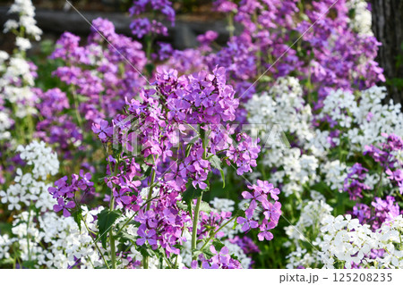 ゴウダソウ 125208235