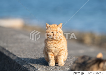 堤防で座る可愛い猫 茶トラ猫 堤防で座る可愛い猫 茶トラ猫 125208242